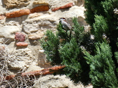 Passer domesticus
