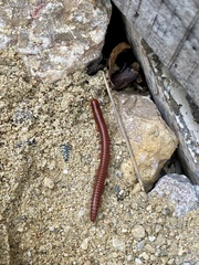 Trigoniulus corallinus