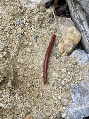 Trigoniulus corallinus