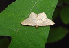 Macaria aequiferaria