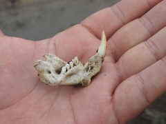 Pappogeomys bulleri