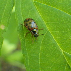 Chrysomela mainensis