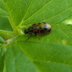 Chrysomela mainensis