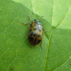 Chrysomela mainensis