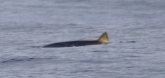 Mesoplodon densirostris