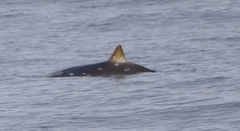 Mesoplodon densirostris