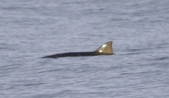 Mesoplodon densirostris