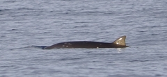Mesoplodon densirostris
