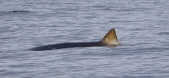 Mesoplodon densirostris