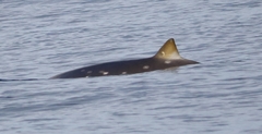 Mesoplodon densirostris