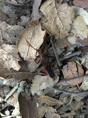 Necydalis cavipennis