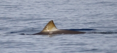 Mesoplodon densirostris