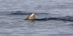 Mesoplodon densirostris