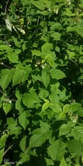 Rubus idaeus
