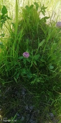 Trifolium pratense