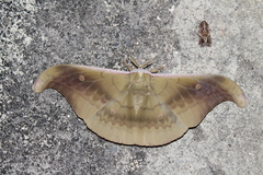 Antheraea platessa