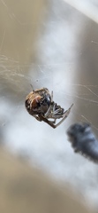 Parasteatoda lunata