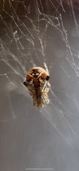 Parasteatoda lunata