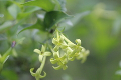 Bouvardia glabra