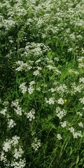 Anthriscus sylvestris