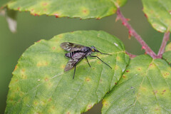 Ibisia marginata