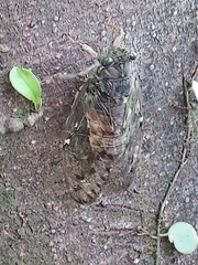 Tanna sozanensis