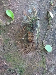 Tanna sozanensis