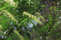 Clerodendrum cyrtophyllum