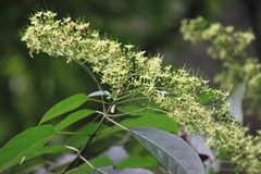 Clerodendrum cyrtophyllum