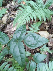 Akebia trifoliata