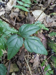 Akebia trifoliata
