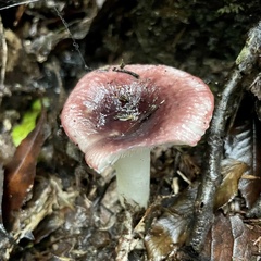 Russula roseopileata