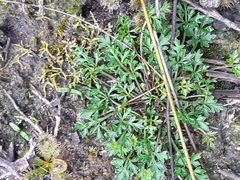 Xanthosia dissecta