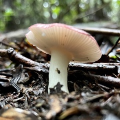 Russula roseopileata