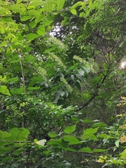 Clerodendrum cyrtophyllum