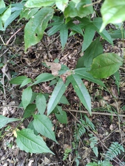 Kalopanax septemlobus