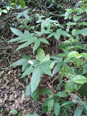 Kalopanax septemlobus