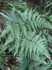 Dryopteris pacifica