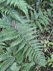 Dryopteris pacifica