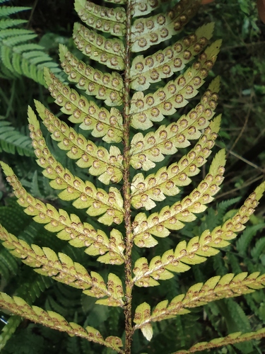 Dryopteris hikonensis iNat (2)