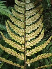 Dryopteris pacifica