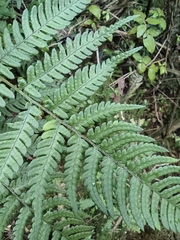 Dryopteris pacifica
