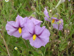 Lycianthes moziniana