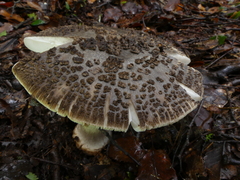 Amanita karea