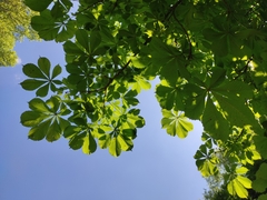 Aesculus hippocastanum