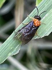 Monophadnus nigriceps