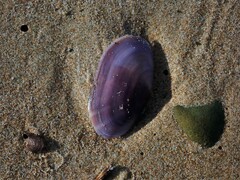 Hiatula alba