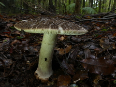 Amanita karea