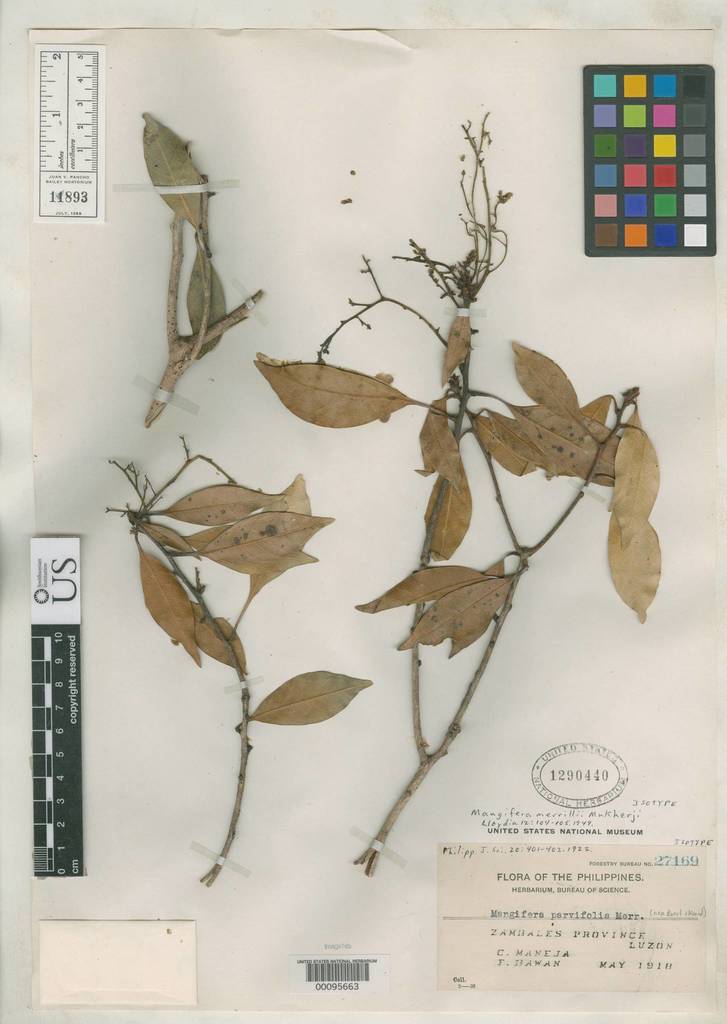 Mangifera parvifolia
