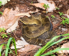 Crotalus basiliscus